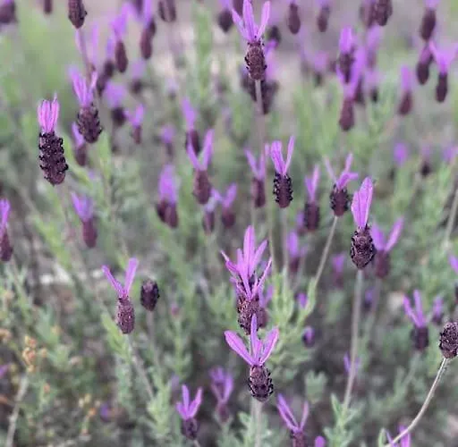 Casa La Cantina 度假居